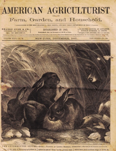 Image for American Agriculturist, for the Farm, Garden, and Household; Volume XXVI, No. 12 - New Series No. 251, December, 1867